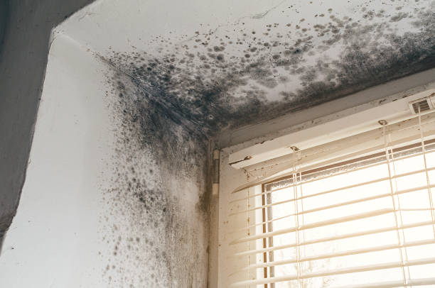 Affordable Mold Cleanup solutions in Bryn Athyn, PA